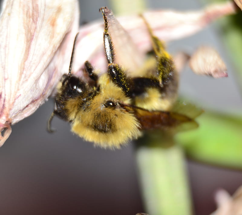 Bumble bee, bee, bug, bumblebee, closeup, flower, insect, macro, nature, HD wallpaper
