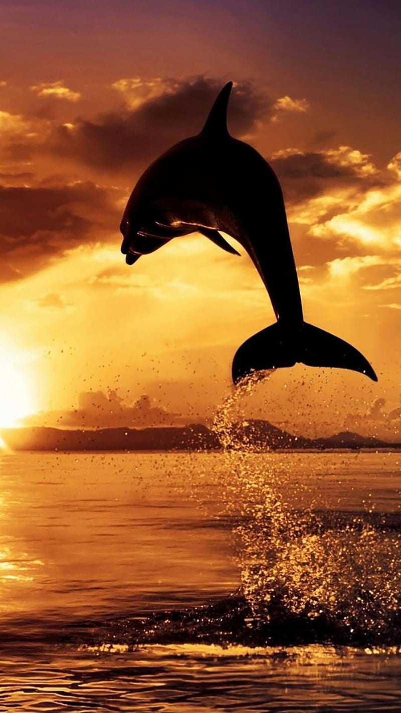 Delfino, dolphin, icio, tramonto, HD phone wallpaper