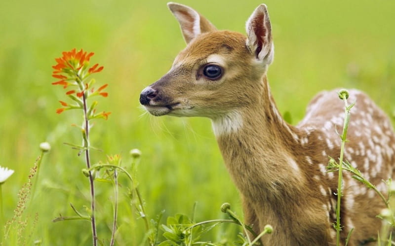 Fallow Deer in Spring, flowers, blossoms, wildlife, meadow, animal, HD wallpaper