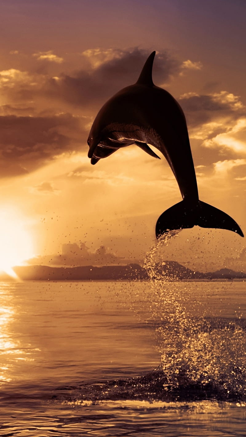 dolphine jump, clouds, dolphin, drops, fish, jump, sea, sunset, wave, HD phone wallpaper