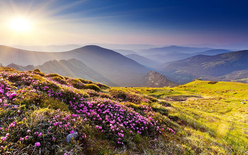 Flowers on the hill, hills, pretty, colorful, amazing, sun, view, colors, bonito, splendor, mountains, flowers, nature, fields, landscape, HD wallpaper