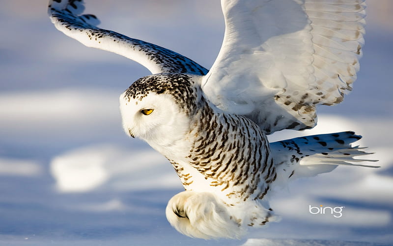 Snowy Owl, bing, Snowy, Owl, HD wallpaper