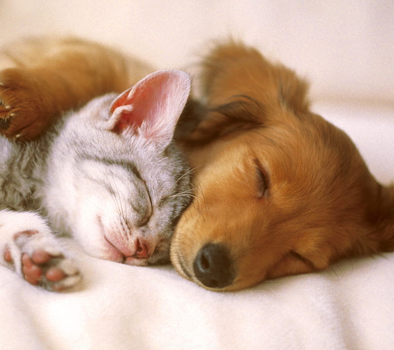 Puppy Love, kitten, sleep, HD wallpaper