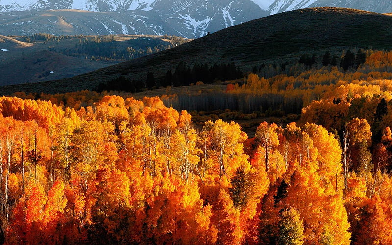 Autumn trees gold mountains-Landscape, HD wallpaper