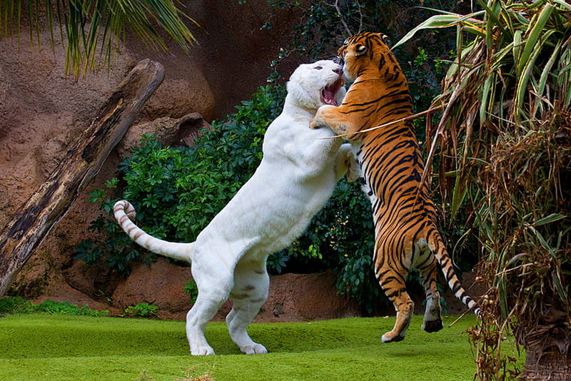 Sparring, white and black, orange and black, powerful, tigers, cats, friends, HD wallpaper