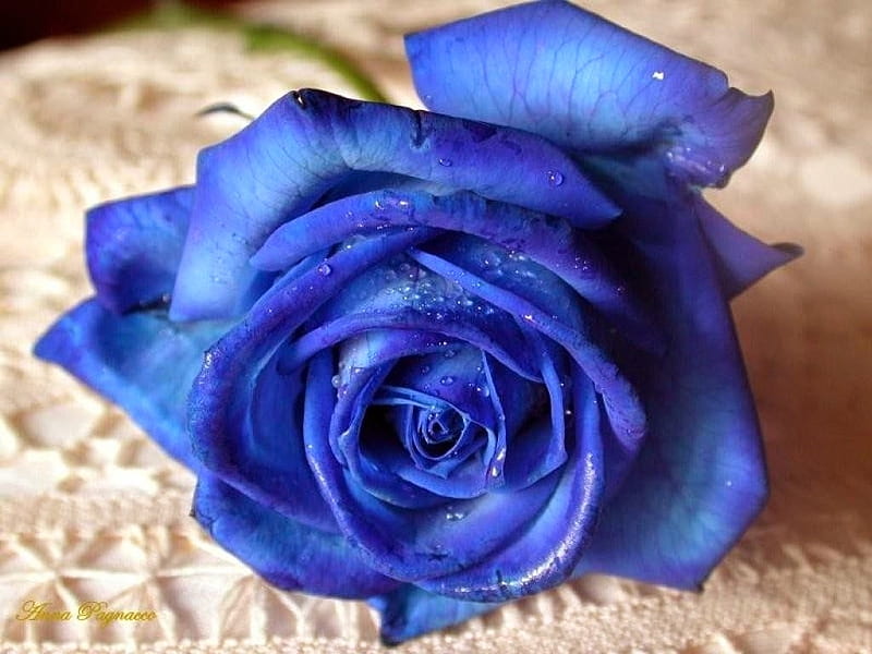 Una rosa azul, naturaleza, rosas, azul, bonita, grafía, flores, Fondo de  pantalla HD | Peakpx