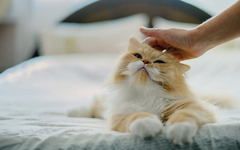 Persian cat, Fluffy cat, cute animals, ginger cat, pets, HD wallpaper