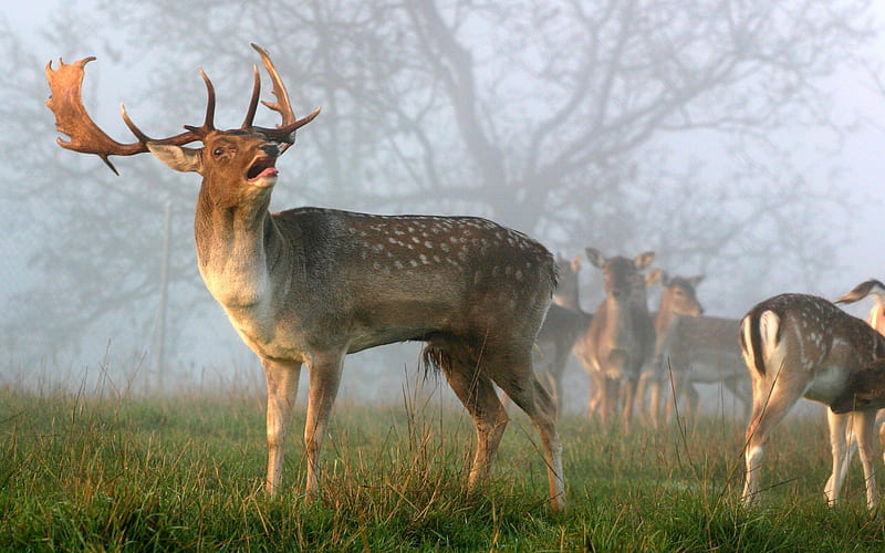 Stag, antlers, deer, fog, HD wallpaper