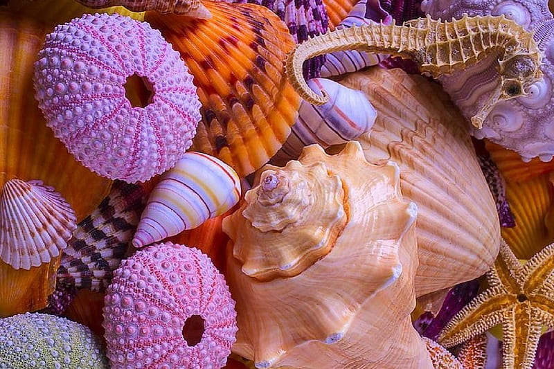 Overlapping Shells, lovely still life, love four seasons, conch, starfish, beaches, seahorse, summer, nature, shells, HD wallpaper