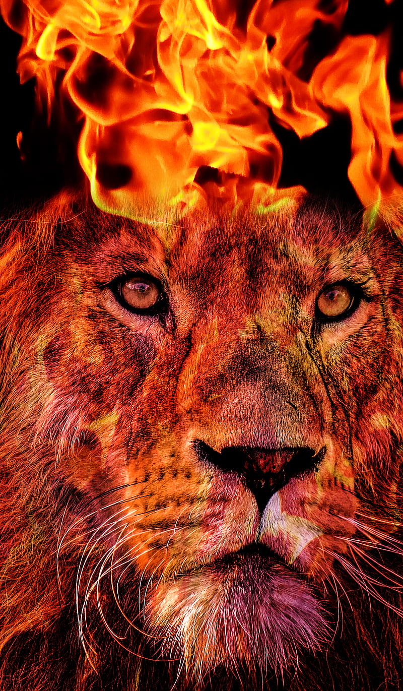 Flaming Lion, Flaming, HI, animal, art, bonito, black, burning, color, fire, flame, galatasaray, lion, red, smoke, yellow, HD phone wallpaper