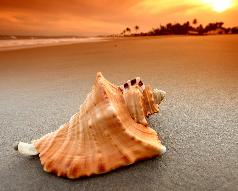 Sea Shell, sand, sea, sunset, HD wallpaper