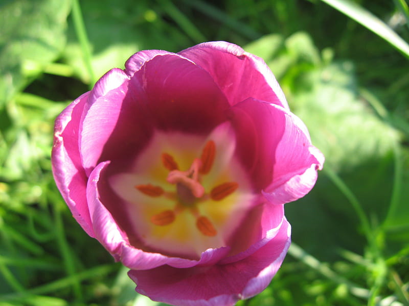 The tulip, flowers, family liliaceae, tulip, tulipa, HD wallpaper