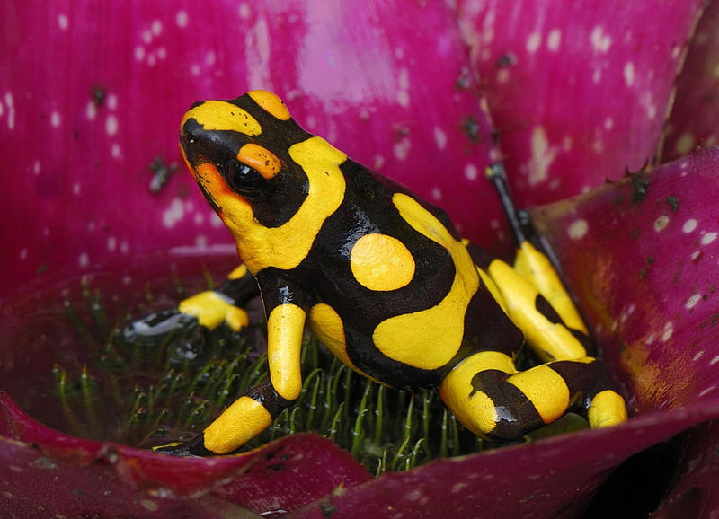 Poison Dart Frog, South America, legs, black, yellow, poison, dart, frog, southamerica, eyes, animals, HD wallpaper