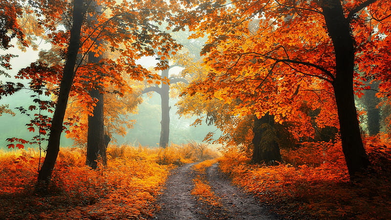Golden Autumn, leaves, fall, trees, colors, road, misty, HD wallpaper ...