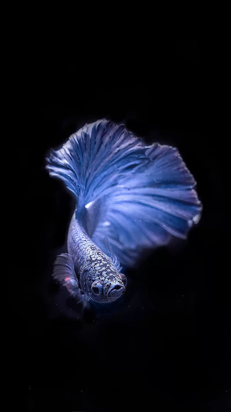 Purple fish, single, blue, black, , aquarium, HD phone wallpaper