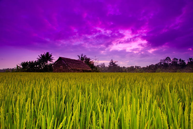 Rural Ubud, house, purple, indonesia, sunset, bali, sky, field, HD wallpaper