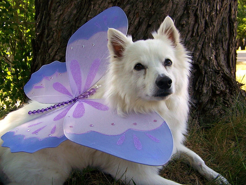 Disguised ;), lovely, disguised, bonito, sweet, disguise, violet, soul, butterfly purple, white, animals, dog, HD wallpaper