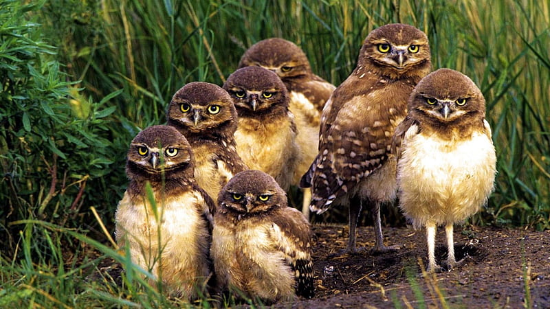 Burrowing Owl Chicks, wildlife, young, funny, raptor, HD wallpaper