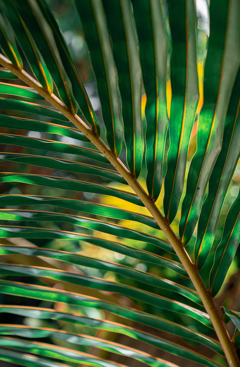 Palm Leaves, trending popular 2021 new fresh , calm, earth, green, leaf, leaves, nature, plant, sun light, HD phone wallpaper