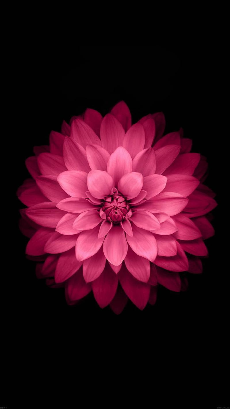 Pink passion, pink flower, flower, plants, black, lotus, original, purple, HD phone wallpaper
