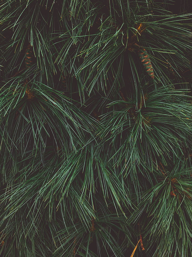 tree, needles, cones, green, dark, HD phone wallpaper