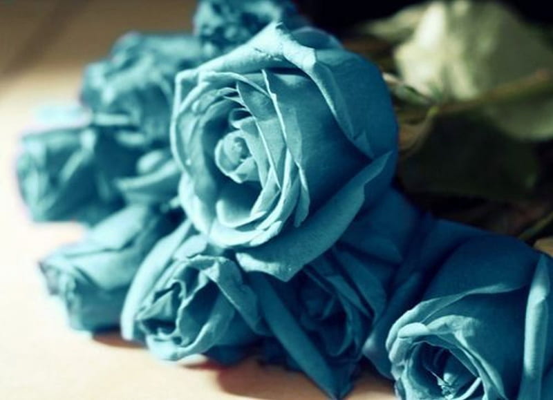 Blue Roses, bouquet, dreams, beauty, roses, blue, HD wallpaper