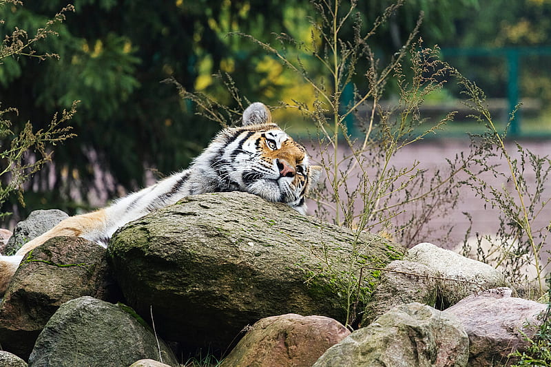 tiger, predator, striped, big cat, animal, HD wallpaper