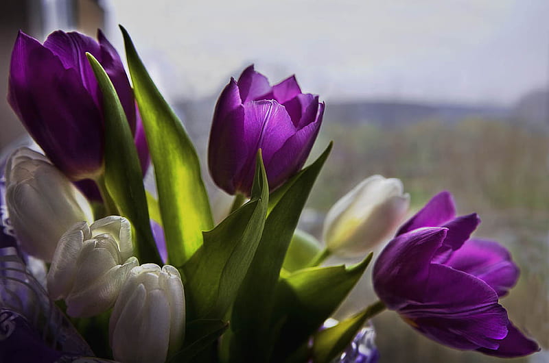 White and purple, purple tulip, spring, white tulip, purple, bouquet