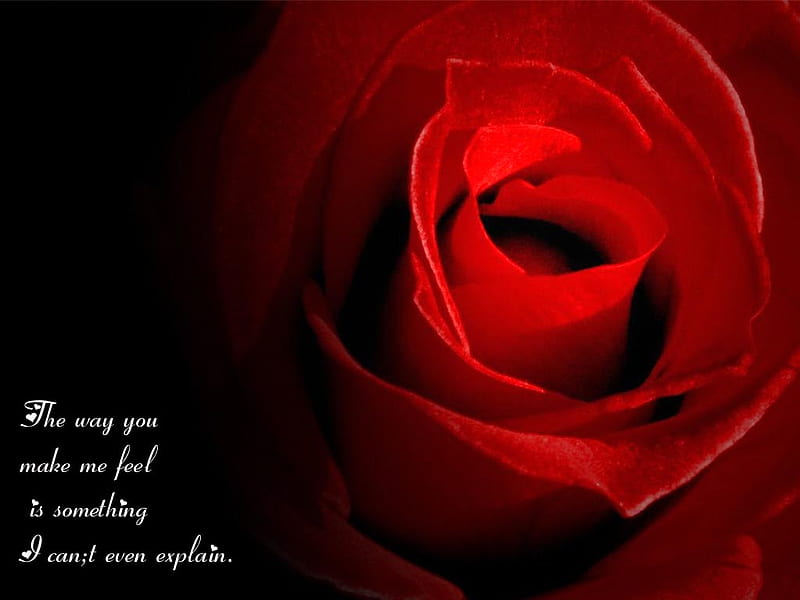 red roses images with quotes
