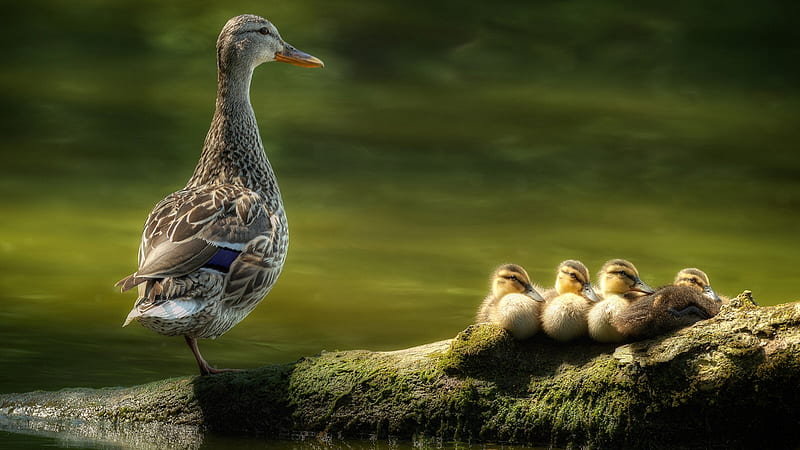 Duck Is Standing On Rock Around Water With One Leg Near Baby Ducks Birds, HD wallpaper