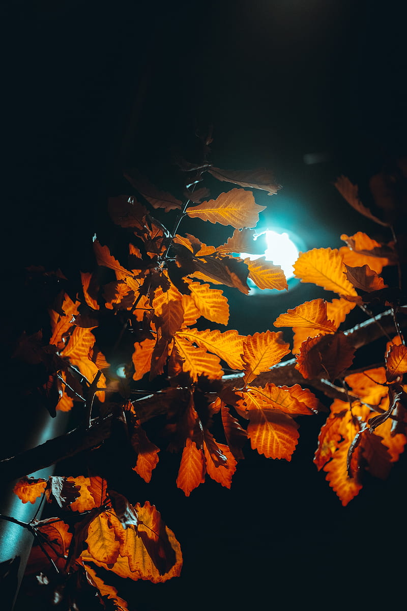 lantern, light, leaves, branches, autumn, HD phone wallpaper