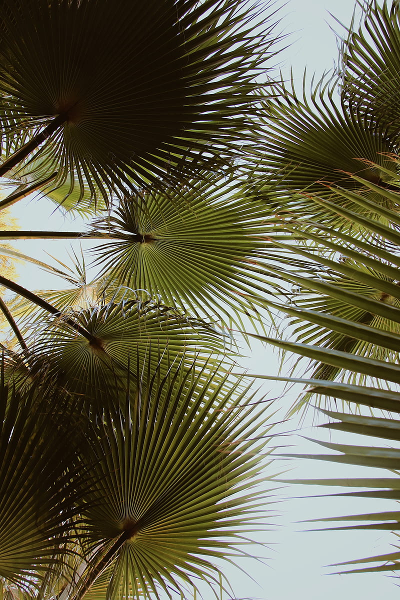 palm, branches, leaves, green, plant, HD phone wallpaper