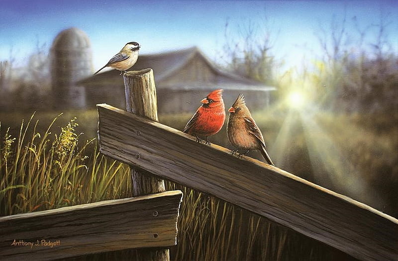 Morning Song, farm, fence, cardinals, chickadee, painting, birds, sunrise, artwork, HD wallpaper
