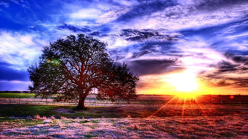 Ray Of Energy, colorful, sun, grass, sky, clouds, tree, ray, field, light, HD wallpaper