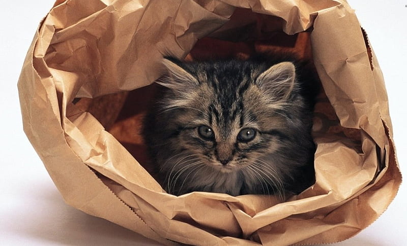 720P free download | Cat, bag, paper, relax, HD wallpaper | Peakpx