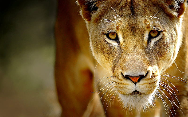Lioness Wallpaper 4K African Predator Wild 1536