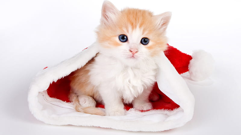 Blue Eyes Brown White Cat Kitten Inside Santa Claus Cap In White Background Cute  Cat, HD wallpaper | Peakpx