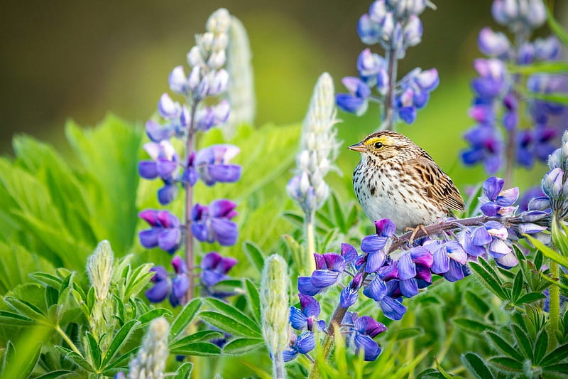 Pajarito en altramuces, altramuces, flores, pájaros, naturaleza, Fondo de  pantalla HD | Peakpx