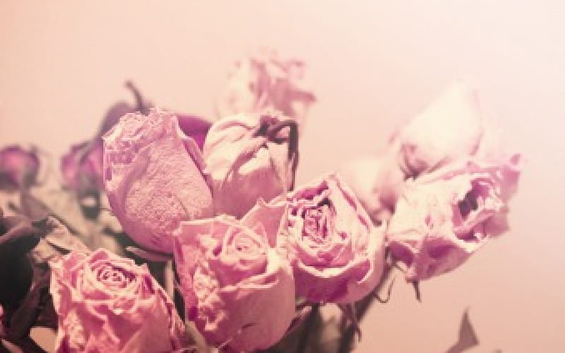Withered Roses, flowers, nature, bonito, roses, pink roses, withered, HD wallpaper