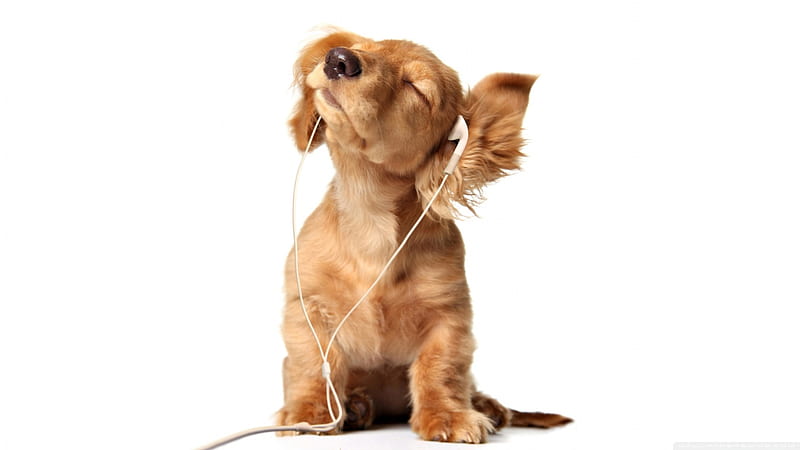 Music Doggy, cute, music, headphones, cocker, white, puppy, dog, HD wallpaper