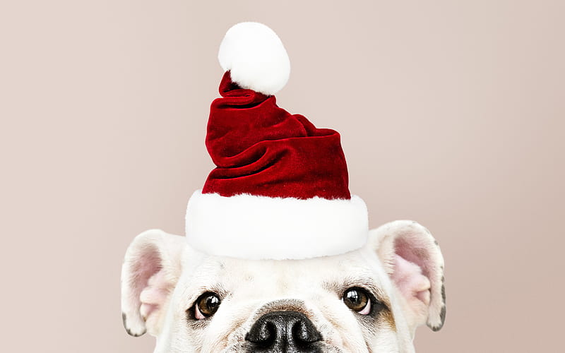 English Bulldog, Christmas, red hat, New Year, funny dog, cute animals, pets, dogs, HD wallpaper
