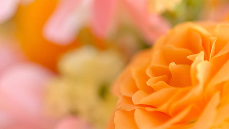 flower petals bokeh-Plant Macro, HD wallpaper