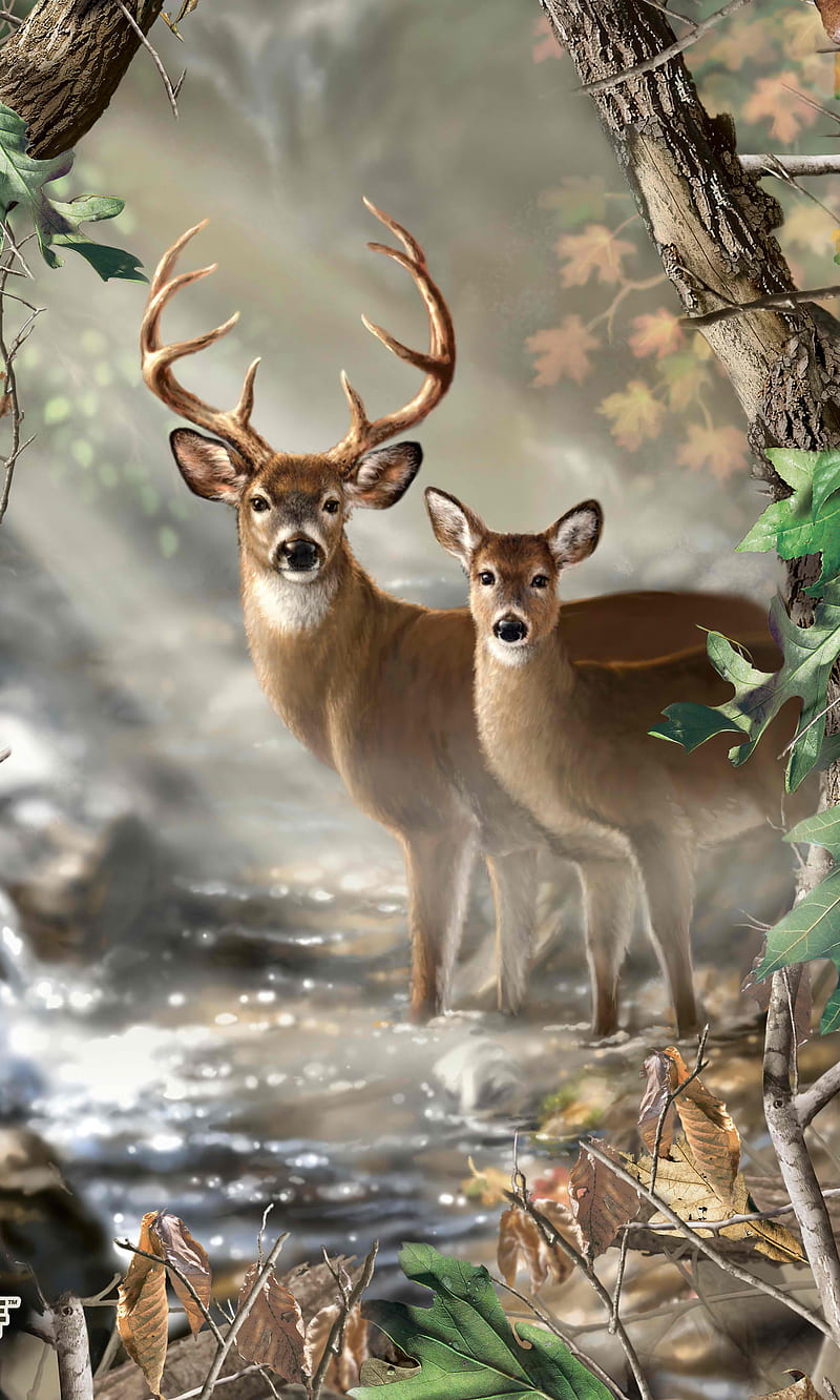 Buck And Doe, animals, camo, deer, hunting, outdoors, stream, HD phone  wallpaper | Peakpx
