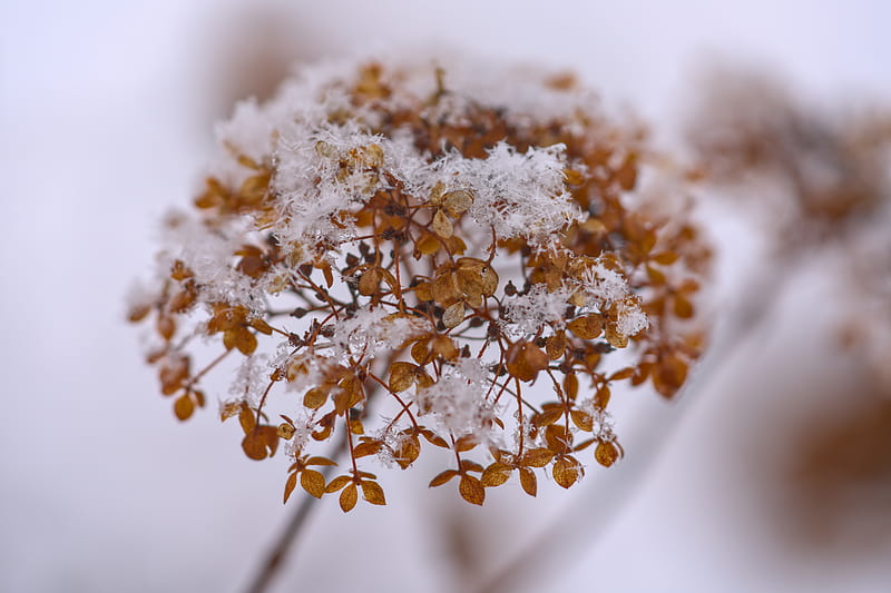 hydrangea, flowers, branch, dry, snow, HD wallpaper