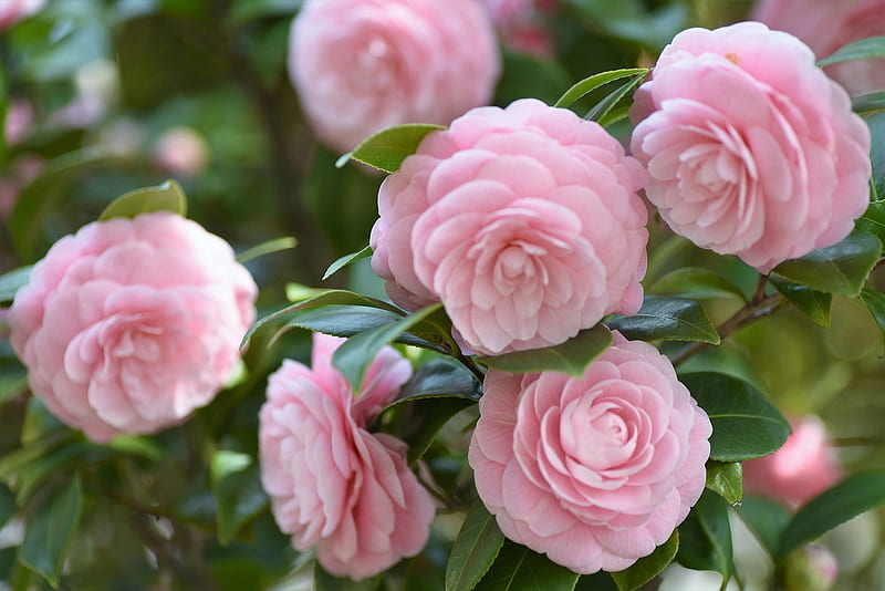 Camellias, Macro, Flowers, Pink, HD wallpaper