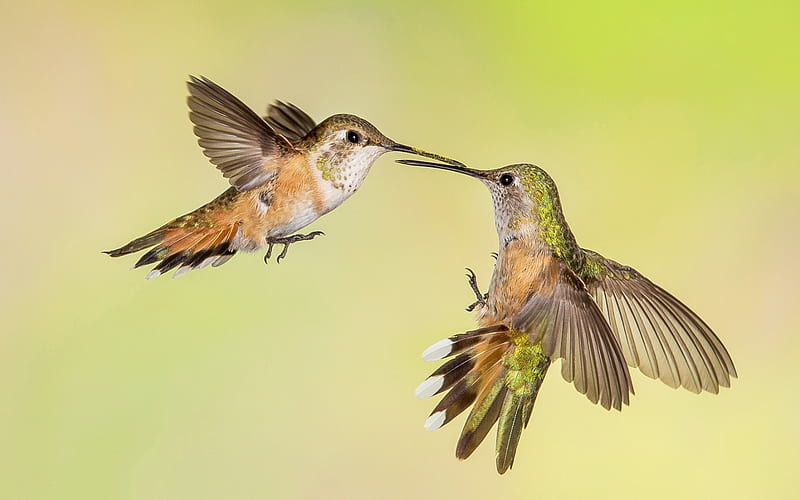 Humming-birds, wings, humming-bird, bird, green, pasare, dance, colibri, couple, HD wallpaper