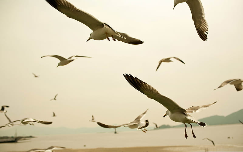 seagulls flying on the beach-Amazing bird graphy, HD wallpaper