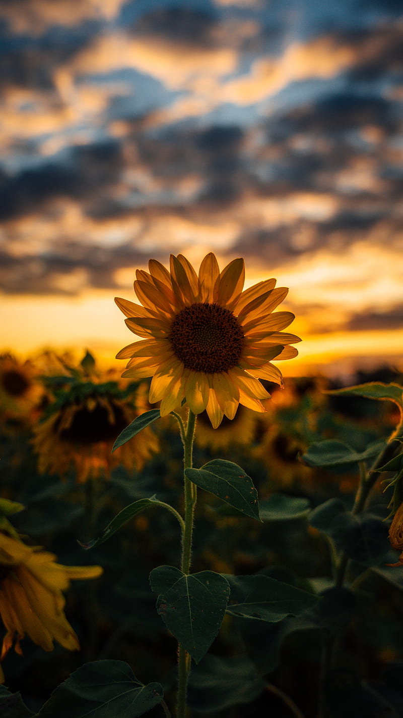 Selective focus graphy of yellow sunflower field during golden hour, HD  phone wallpaper | Peakpx