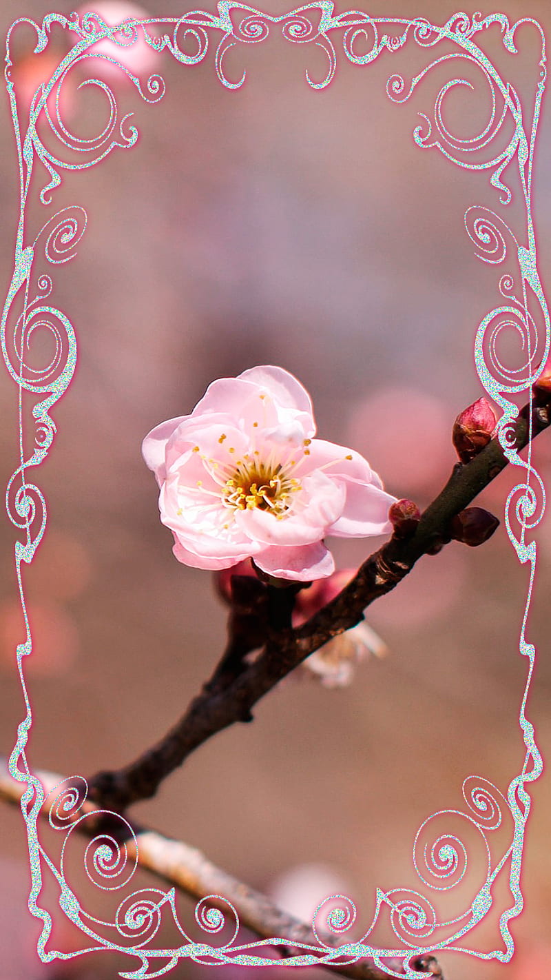 spring blossom, blossom, branch, flora, flowers, macro, nature, pink, spring, HD phone wallpaper