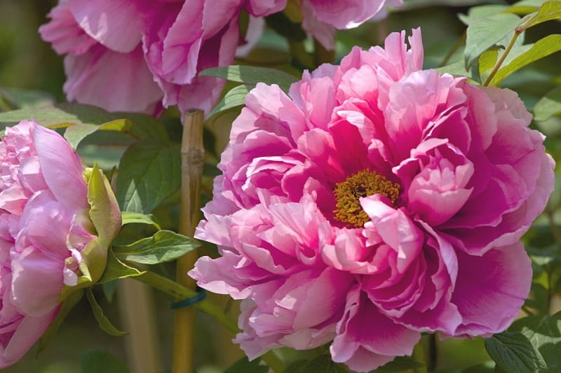 * PINK PEONIES *, PINK, NATURE, FLOWER, PEONIES, FLOWERS, HD wallpaper ...